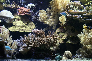 Aquarium
