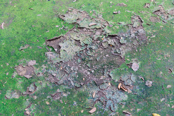 Green lichen and dry leaf on ground floor