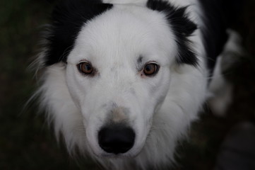 Border Colie Pes Dog