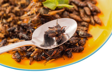 Food insect