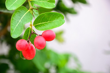 Mango Lime yawn yell in the farm.
