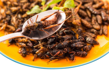 Food insect