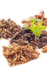 Food insect