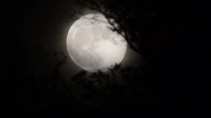 Full moon behind almost naked tree branches and twigs, leaves and twigs slightly moving in wind, selective focus