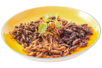 Food insect