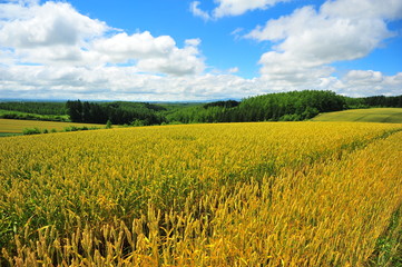 Wheat Fields Landscape