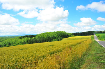 Fototapeta premium Wheat Fields Landscape