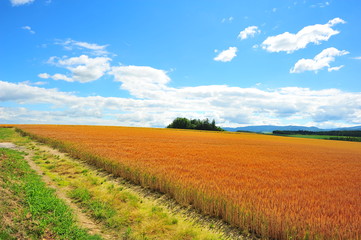Fototapeta na wymiar Wheat Fields Landscape