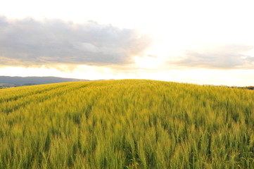 Fototapeta premium Wheat Fields Landscape
