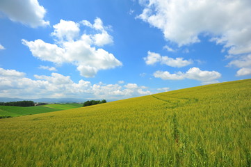 Fototapeta premium Wheat Fields Landscape