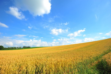 Wheat Fields Landscape