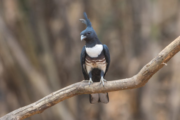 Black baza ,Black-crested Lizard Hawk, (Aviceda leuphotes)