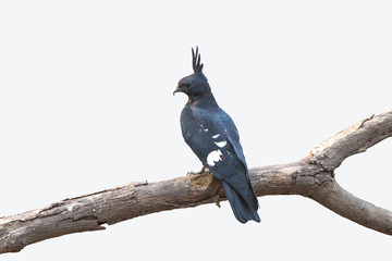 Black baza ,Black-crested Lizard Hawk, (Aviceda leuphotes)