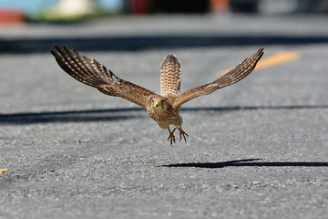 Common Kestrel, European Kestrel