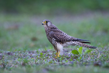 Common Kestrel, European Kestrel