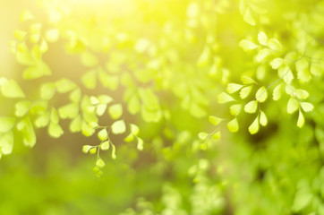 Fototapeta na wymiar Freshness Concept - Natural defocused and depth of field (DOF) effect of green leaf, the bokeh effect and morning sunlight