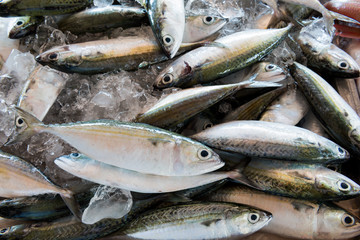 Fototapeta premium Fresh fishes in a market local market