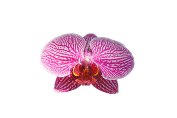 Fototapeta na wymiar Pink orchid flower isolated on white background cutout, close-up object, concept of flower, clipping parts
