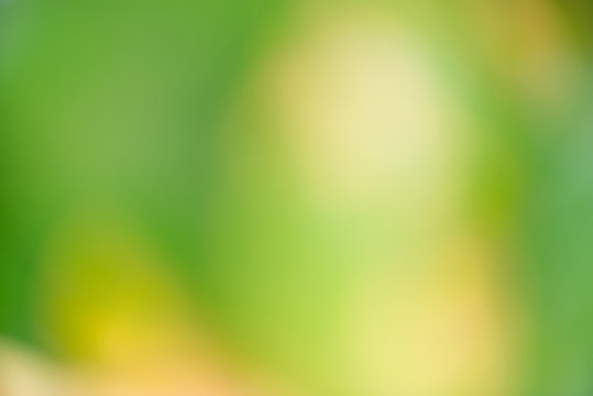 Soft background blur from photograph of natural foliage.