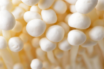 Enoki mushroom, Golden needle mushroom