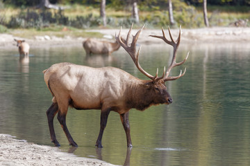 Bull Elk in Lake Annette-Jasper National Park, Alberta, Canada