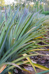 Pineapple tropical fruit growing in a farm