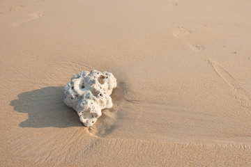 Fototapeta na wymiar white coral on a sand beach background