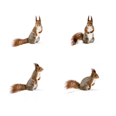Fototapeten süßes rotes junges Eichhörnchen, das auf weißem Schnee steht © Mr Twister