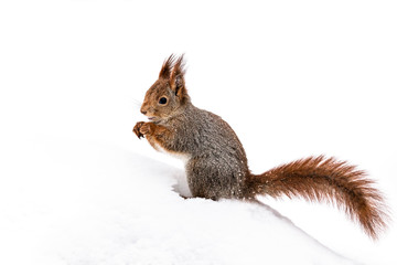 Naklejka na ściany i meble curious red fluffy squirrel sitting on snow in winter park