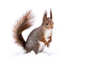 funny little squirrel sitting on snow