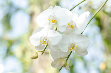 Naklejka na ściany i meble White orchid flower(Phalaenopsis) blossom in nature