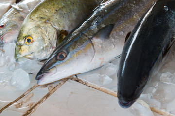 Fresh fishes in a market local market