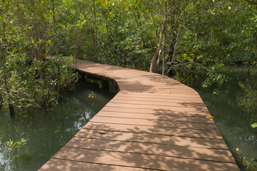 Walkway in mangrove forest