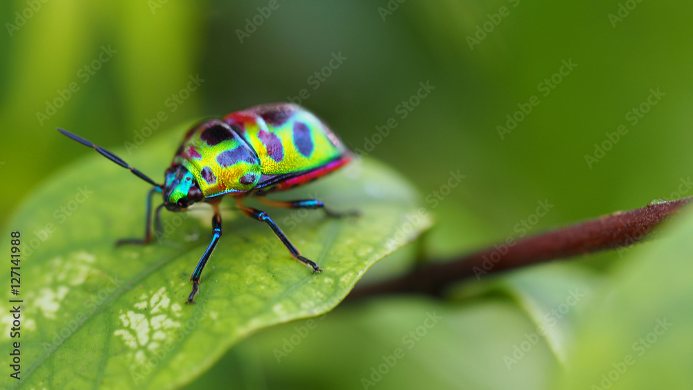 Wall mural close up of beetle on green leave and blurred nature background