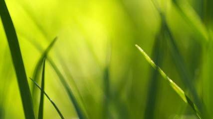 ฺBlureed focus of Nature Background with green grass
