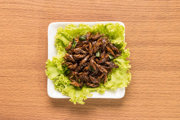 Food insect