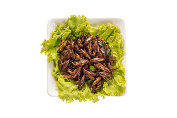 Food insect