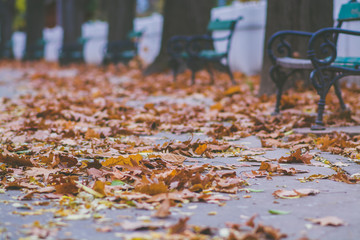 autumn yellow leaves on a tree beautiful blurred colored background