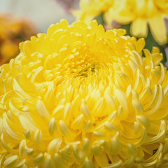 黄色い和菊
