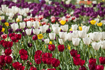 Obraz premium Colorful Tulip Flowers