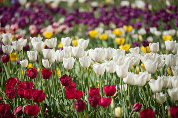 Colorful Tulip Flowers