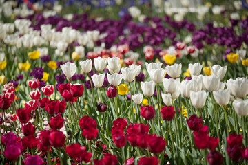 Colorful Tulip Flowers