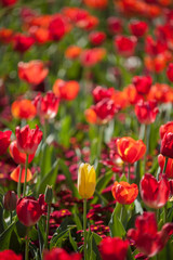 Obraz premium Colorful Tulip Flowers