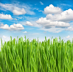 Fototapeta premium Green spring grass water drops blue sky Environment ecology conc