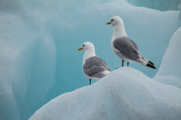seagull on ice in arctic
