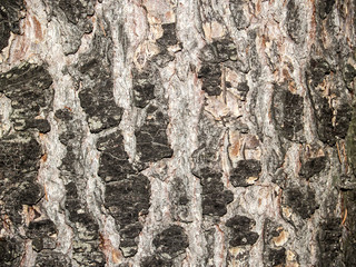 Natural texture of a tree bark