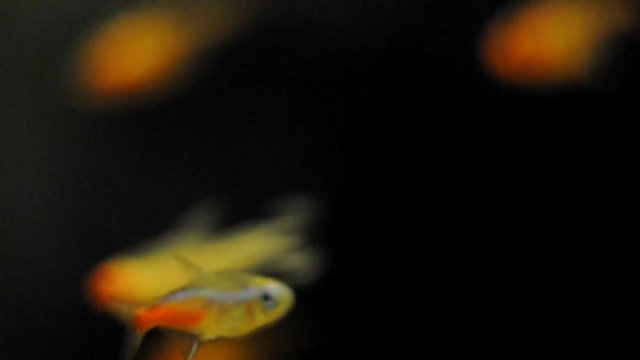 aquarium fish closeup. flock of fish swimming in the water, underwater world and its inhabitants. art blur