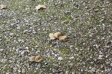 Autumnal red leaves