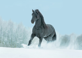 Beautiful Friesian stallion running free in winter landscape.