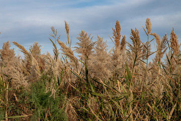 Marsh Weeds